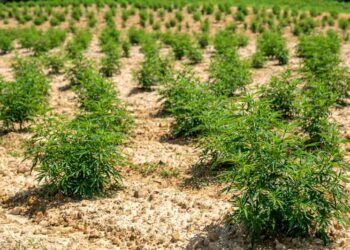 STJ e o cultivo de cânhamo industrial: compatibilidade com a lei de drogas e compromissos internacionais