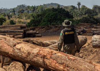 A cooperação federativa na fiscalização ambiental: entre prevalência e atuação supletiva