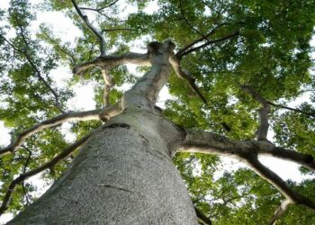 Competência da Justiça Federal nos crimes ambientais contra a flora ameaçada de extinção